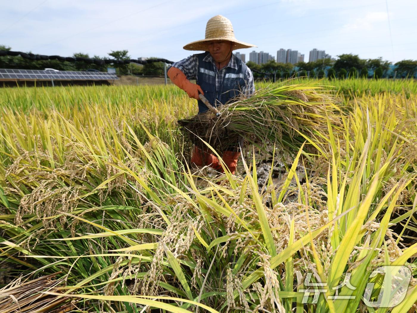 본문 이미지 - 벼베기. 2025.9.15/뉴스1 ⓒ News1 김영운 기자