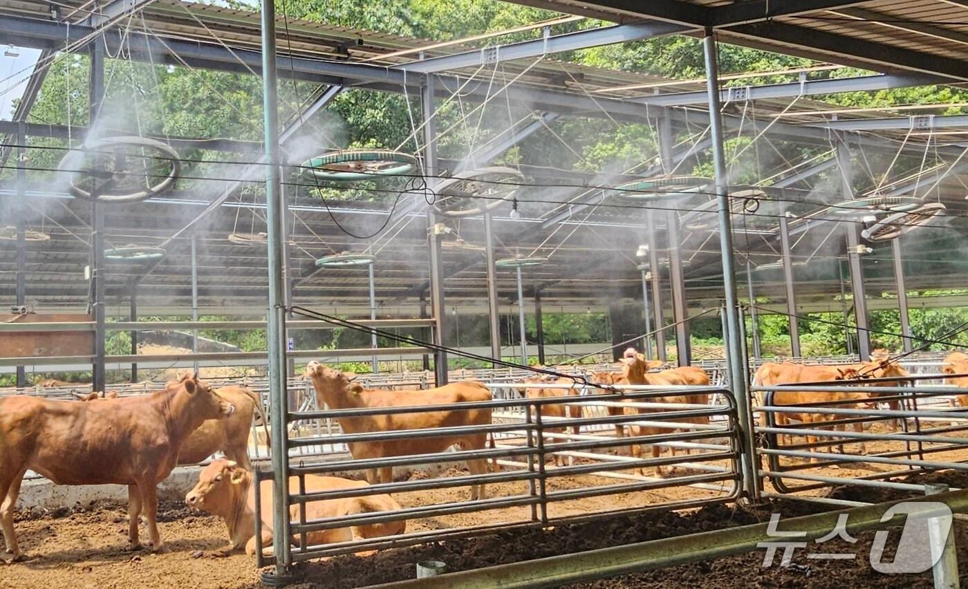 합천군의 한 축사.  뉴스1 DB