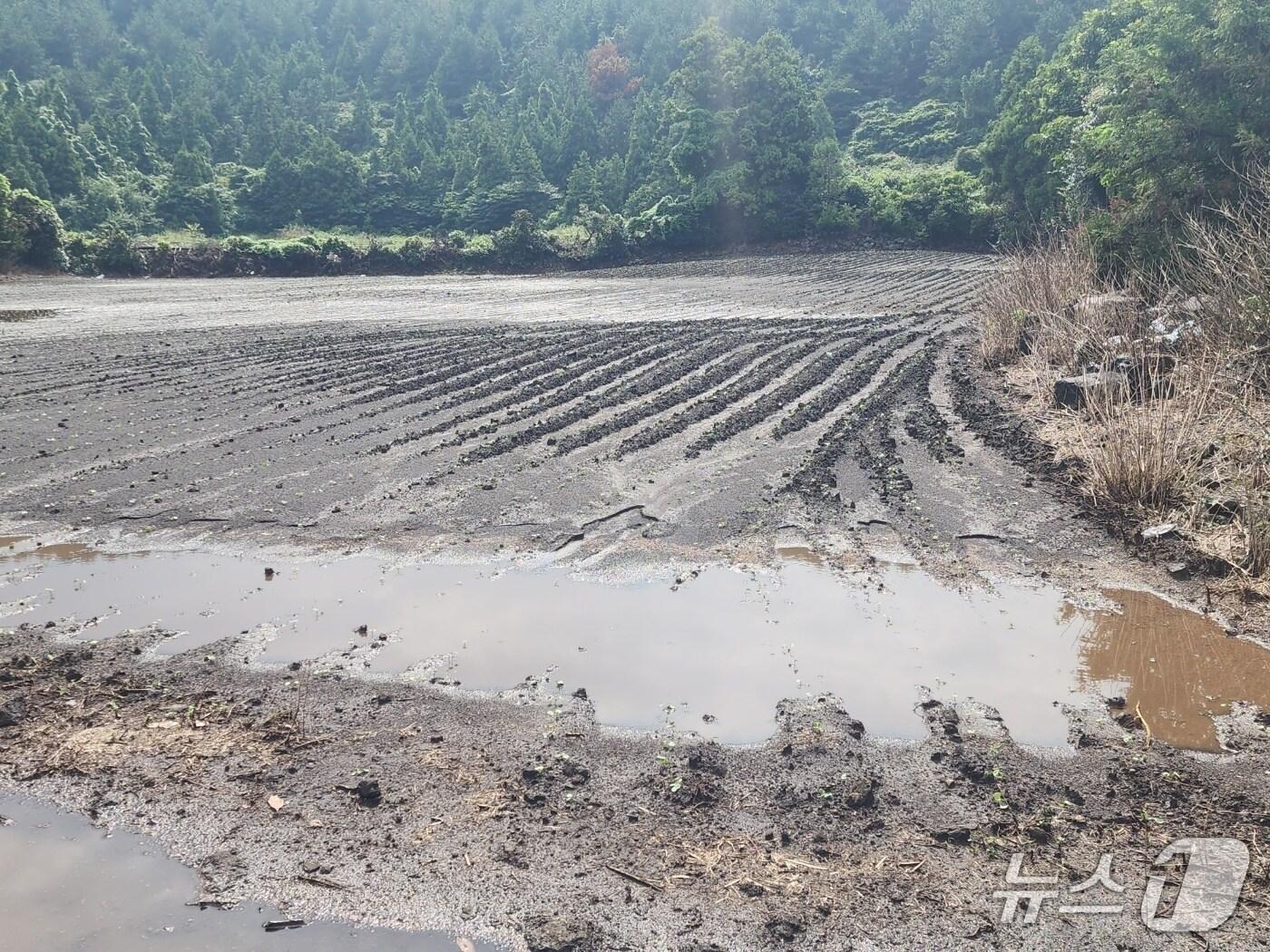 본문 이미지 - 집중호우로 침수된 밭(제주도 제공. 재판매 및 DB금지)/뉴스1