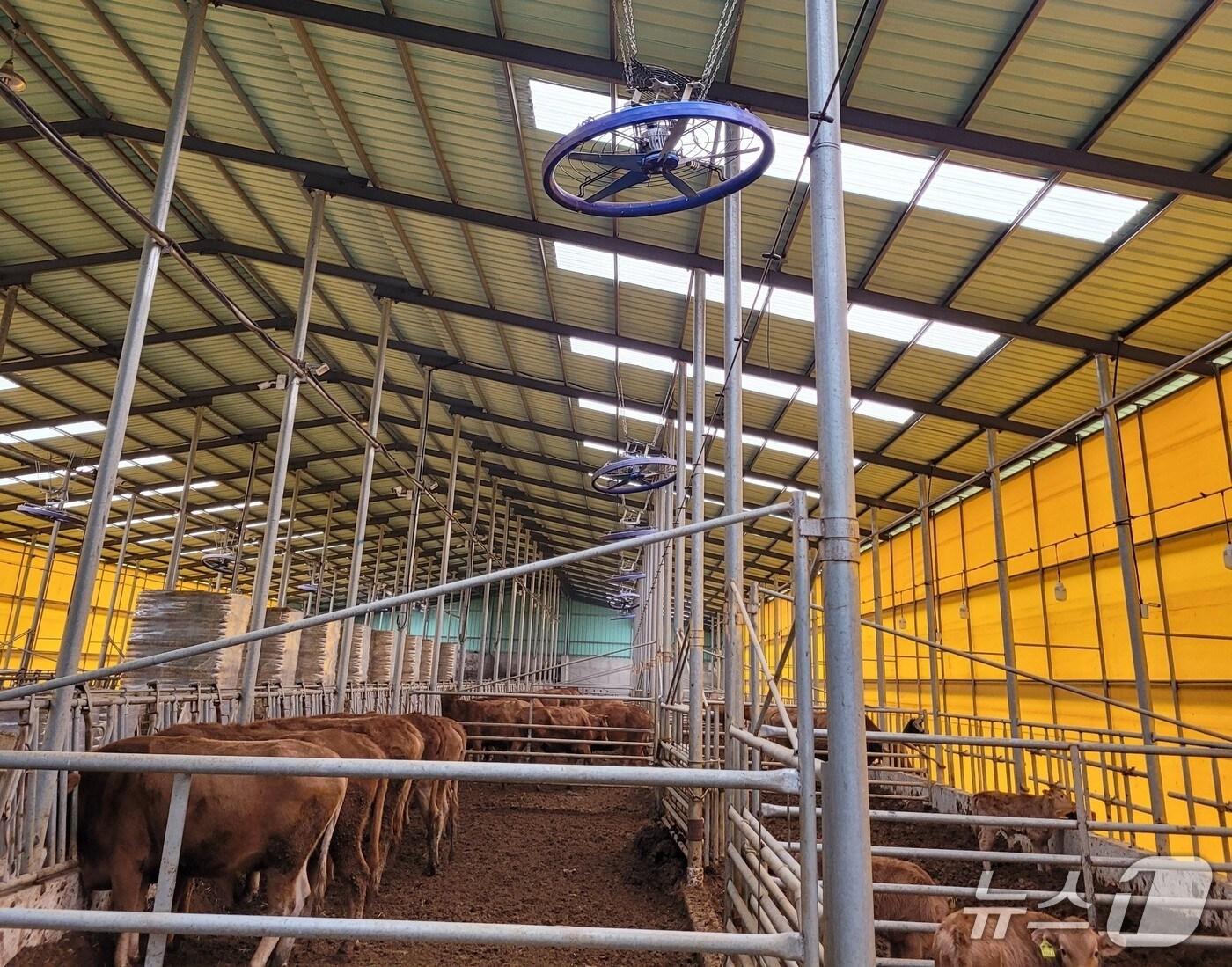 본문 이미지 - 축사 모습.(전남도 제공. 재판매 및 DB금지) 2025.9.15/뉴스1