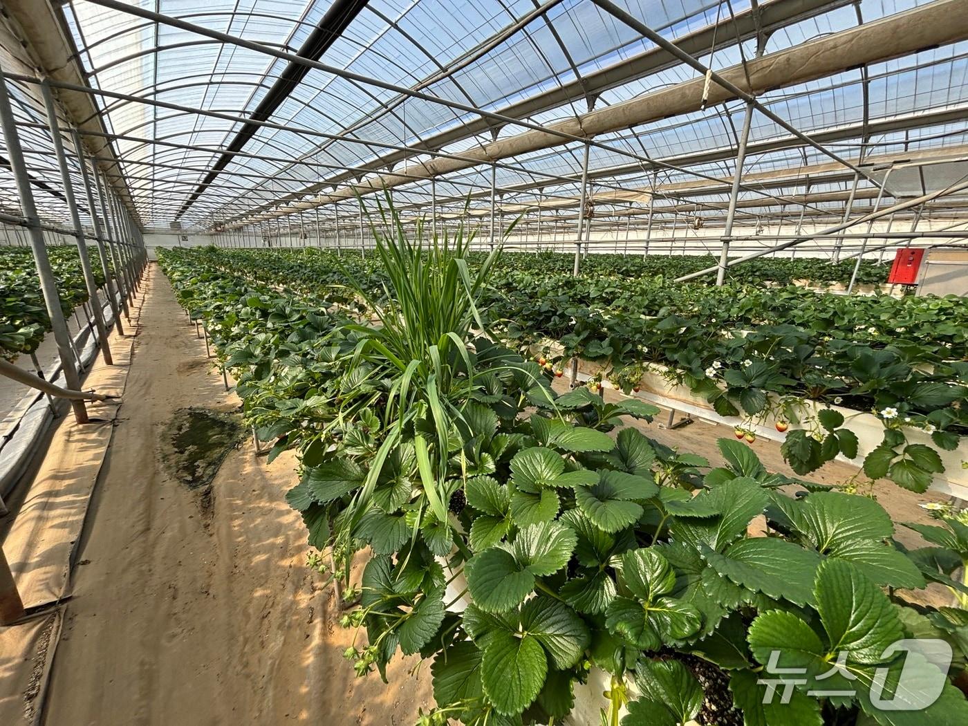 본문 이미지 - 딸기 재배시설&#40;제주도 제공&#41;/뉴스1