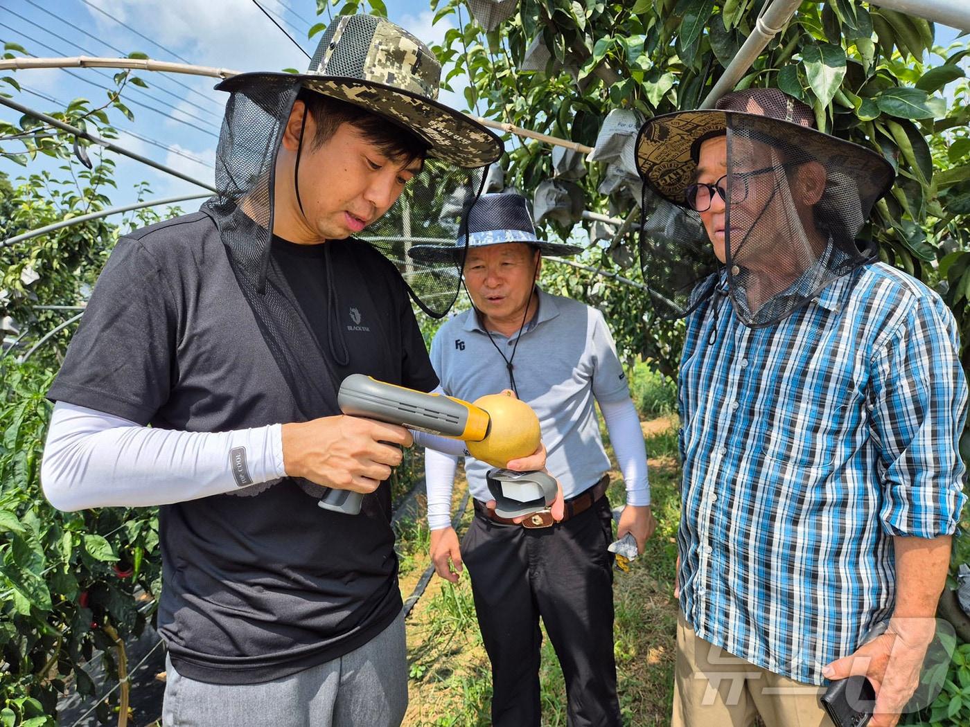 본문 이미지 - 나주시가 고품질 나주배 생산을 위해 농가에 수확 시기를 알리고 적기 수확을 유도하고 있다. 사진은 배 농가에서 숙기 판정을 진행하고 있는 모습.(나주시 제공, 재배포 및 DB 금지)/뉴스1