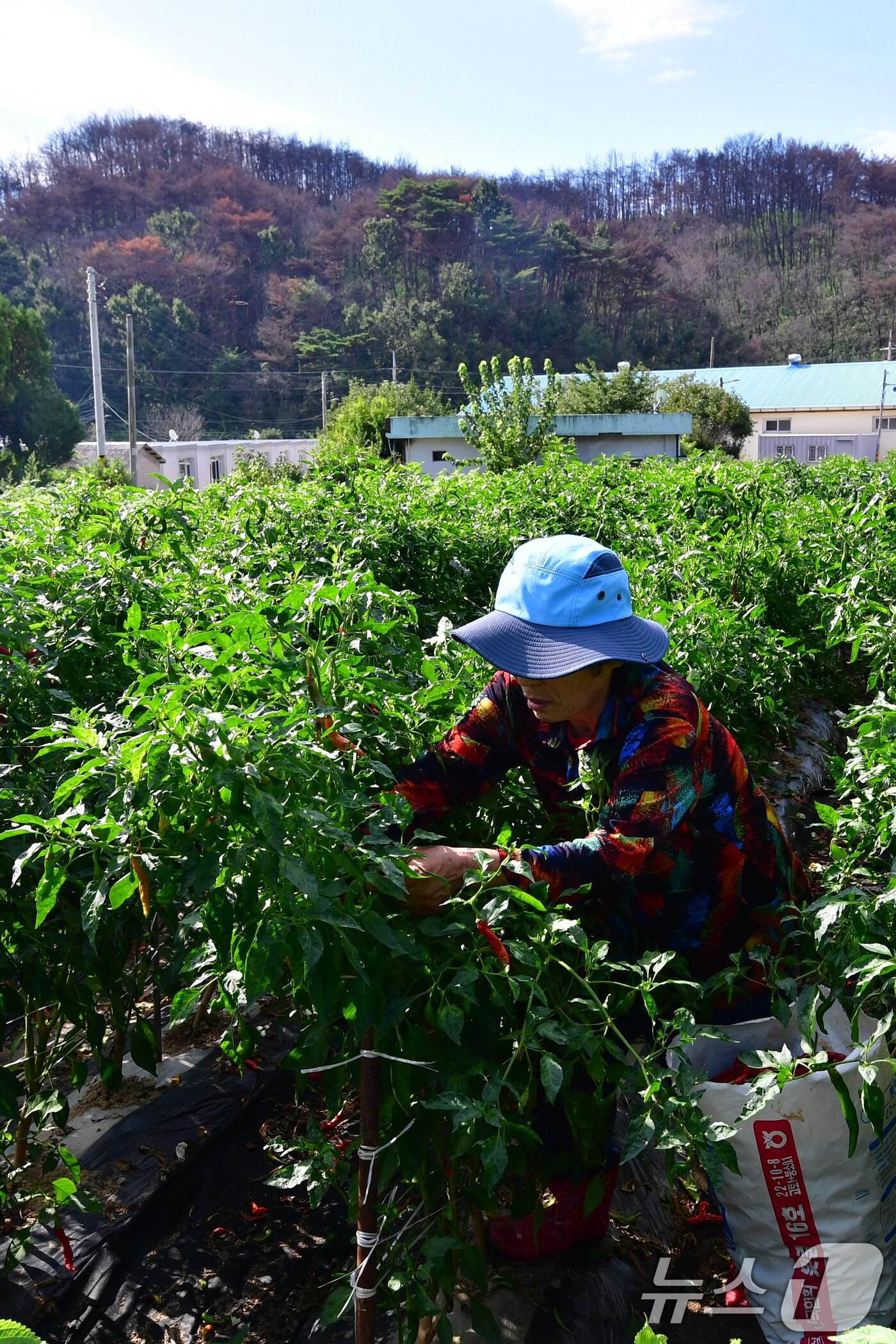 본문 이미지 - 지난 3월 산불이 덮쳐 큰 피해를 입은 경북 영덕군 매정리의 마을 텃밭에서 한 주민이 고추를 수확하고 있다. 2025.9.16/뉴스1 ⓒ News1 최창호 기자