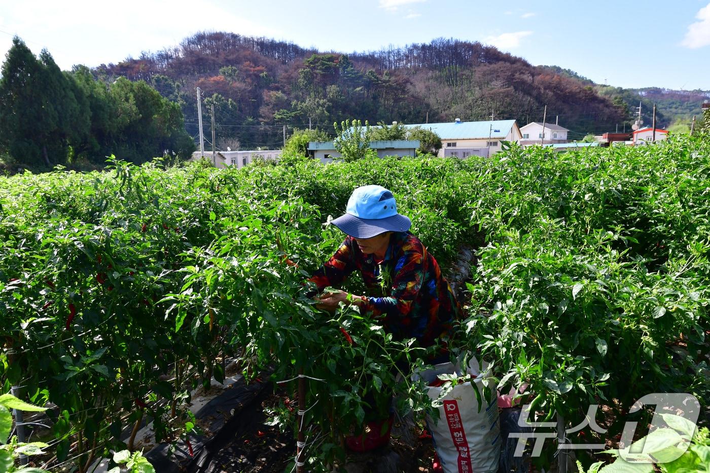 경북 영덕 괴물산불 피해지역인 매정리 마을 텃밭에서 마을 주민이 산불이 지나간 산 앞 밭에서 고추를 수확하고 있다. 2025.9.16/뉴스1 ⓒ News1 최창호 기자