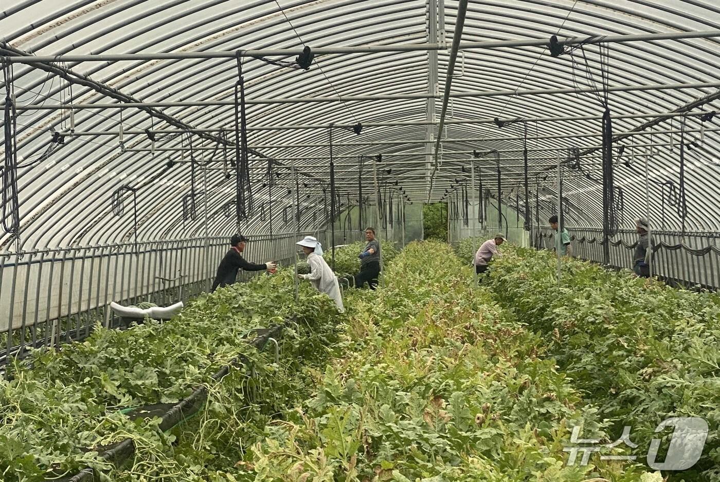 농진원, 수박 고상재배장치 작업 모습. (농진원 제공) /2025.9.16/