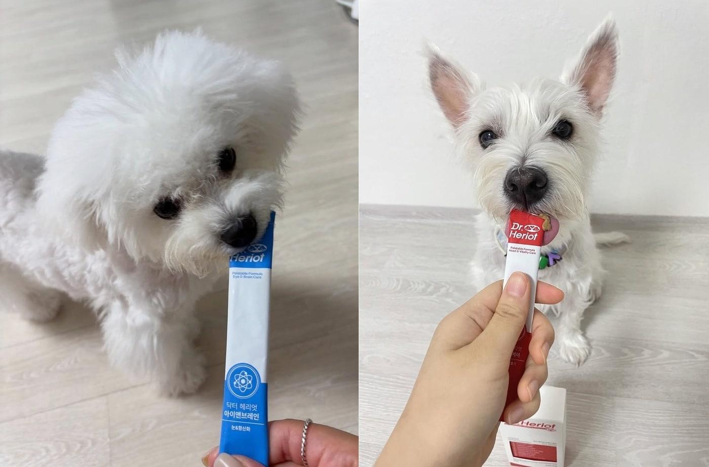 반려견 영양제 브랜드 &#39;닥터헤리엇&#39;의 신제품이 출시 한 달 만에 1만 팩 이상 판매되며 반려인들의 큰 호응을 얻고 있다&#40;어반포즈 제공&#41;. ⓒ 뉴스1