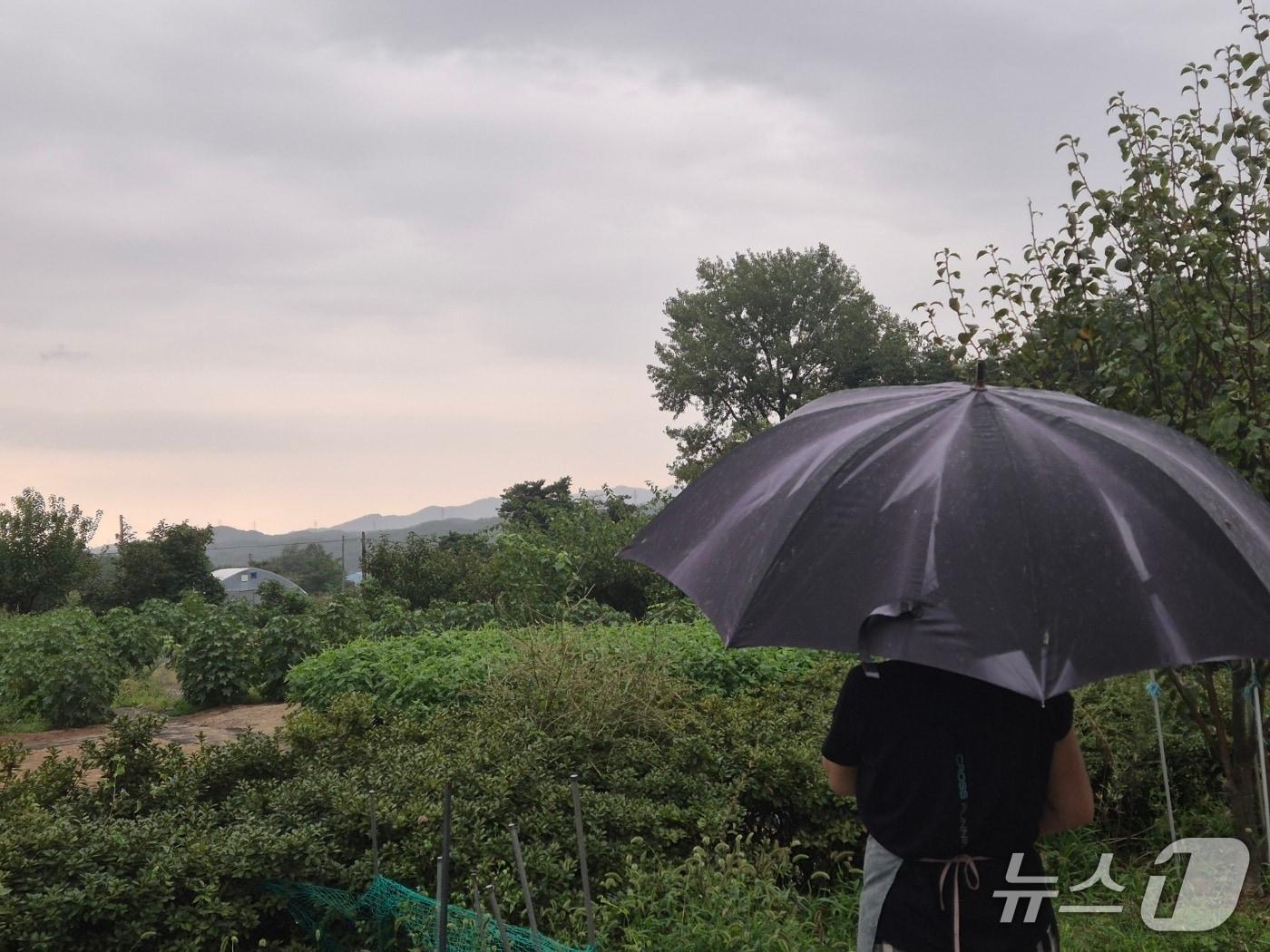 본문 이미지 - 강원 강릉지역에 비가 내리기 시작한 17일 강릉시 구정면의 한 농가에서 우산을 쓴 주민이 텃밭 작물을 바라보고 있다. 2025.9.17/뉴스1 윤왕근 기자