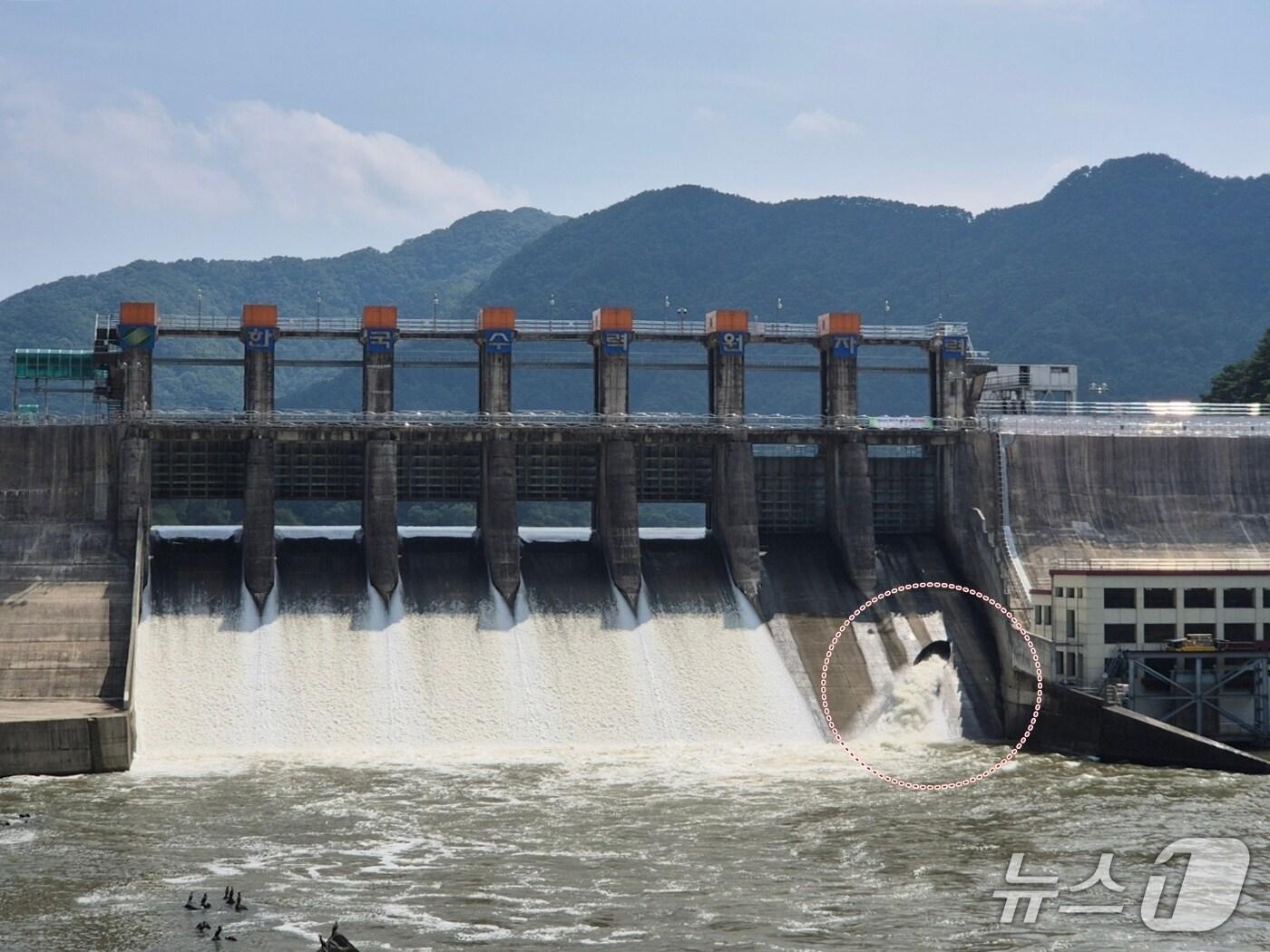 본문 이미지 - 충북 괴산의 한국수력원자력 괴산발전소의 괴산댐 수문 방류 모습./뉴스1