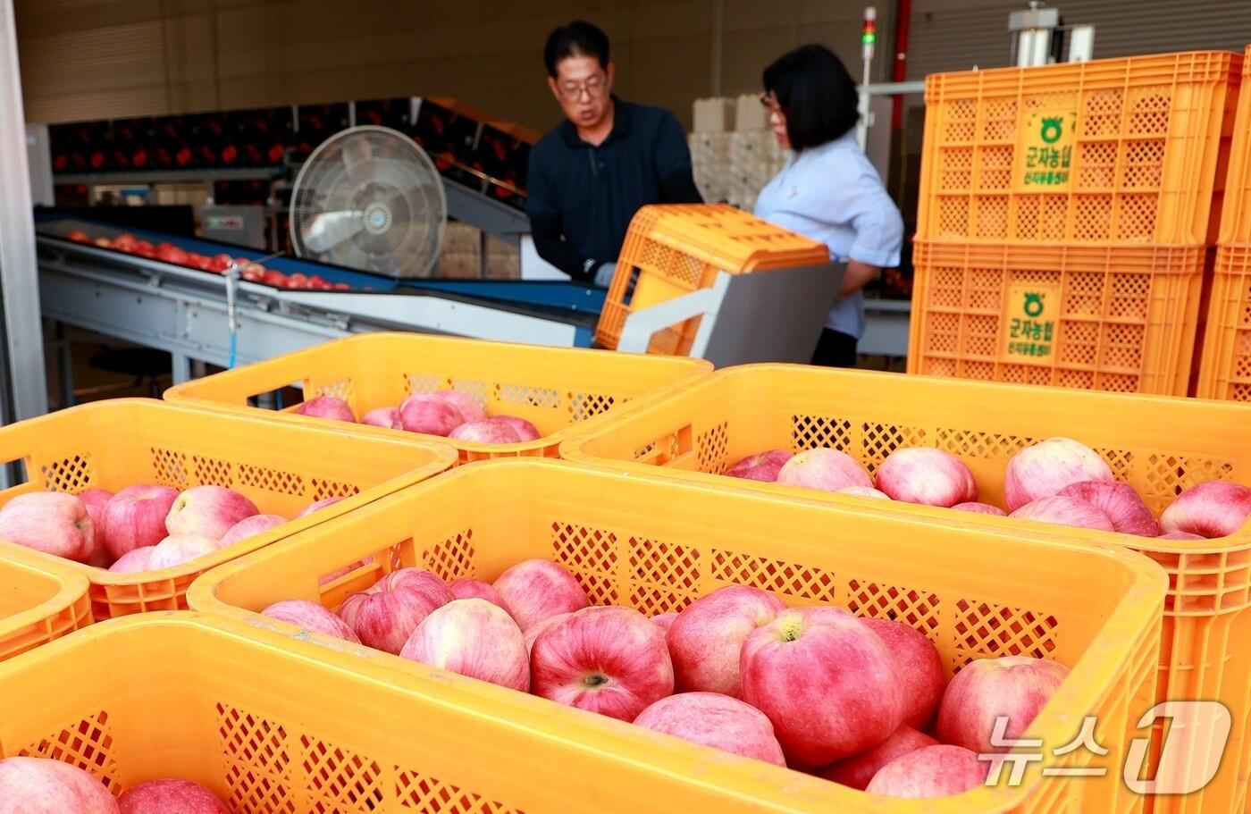 충북 괴산군의 한 사과 농가가 수확한 사과를 선별장에서 선별하고 있다.&#40;괴산군 제공, 재판매 및 DB금지&#41;/뉴스1