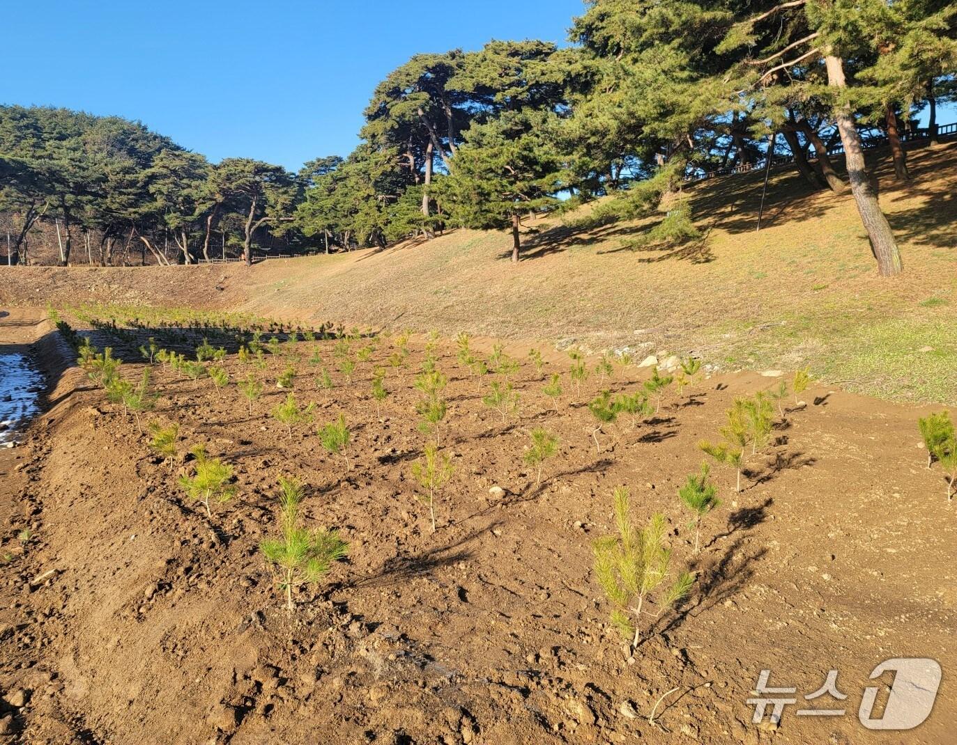 본문 이미지 - 제천시 의림지 소나무 후계목.(제천시 제공. 재판매 및 DB금지) /뉴스1 