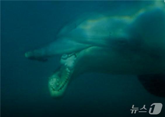 본문 이미지 - 2019년 최초 발견 당시 턱이 모습(수산과학원 제공, 출처:MBC스페셜 사라지는 고래들)