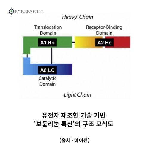 본문 이미지 - 유전자 재조합 기술 기반 &#39;보툴리눔 톡신&#39; 구조 모식도.&#40;아이진 제공&#41;/뉴스1