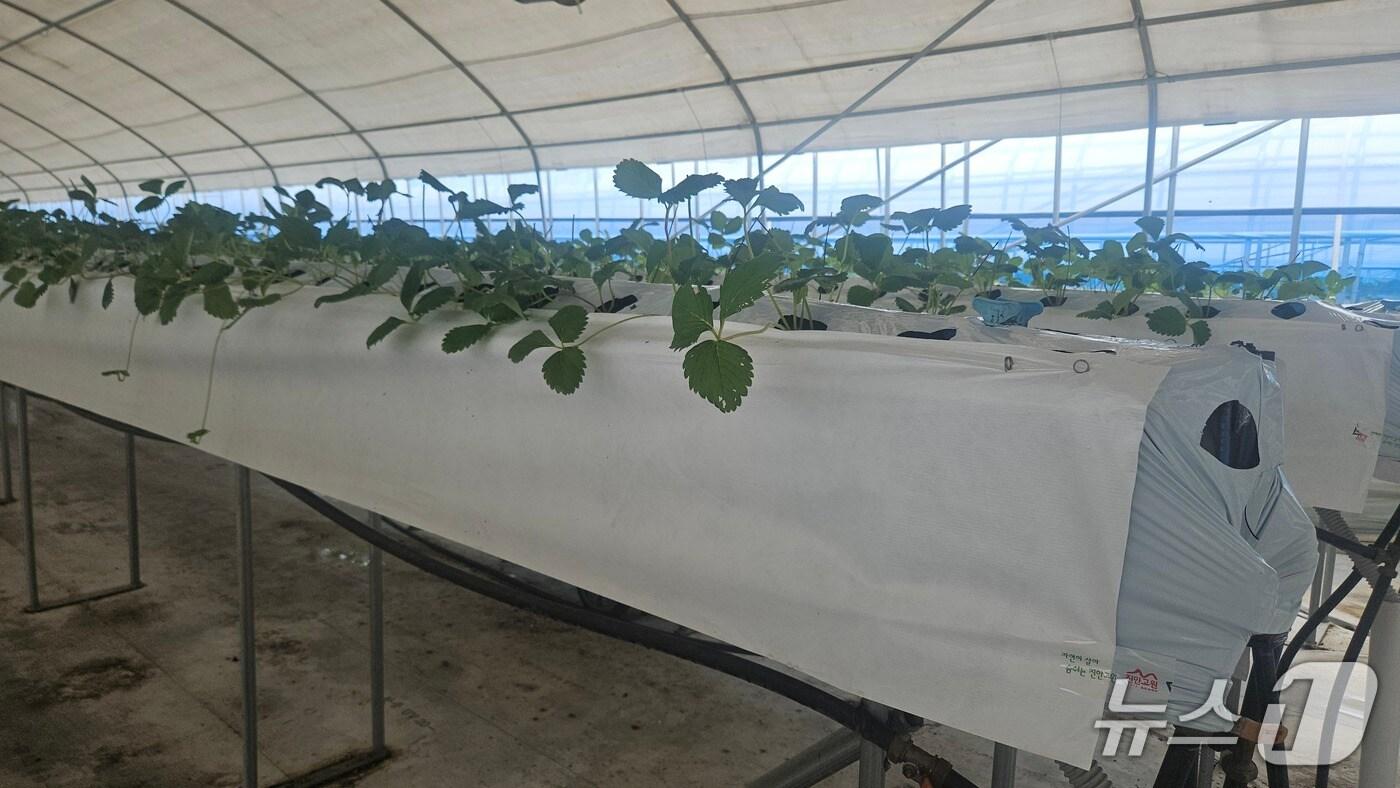 전북 진안군이 딸기 베드 빛반사 멀칭(타이벡) 실증재배를 3.3㏊ 추진한다.(임실군제공. 재판매 및 DB금지)2025.9.17/뉴스1