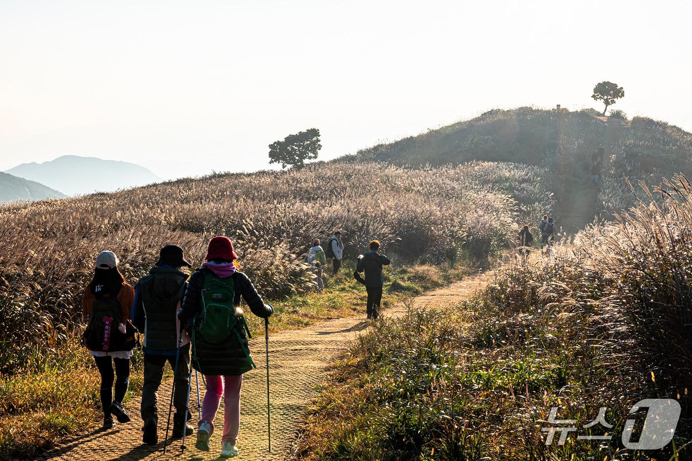 합천 황매산 억새&#40;합천군 제공. 재판매 및 DB금지&#41;.