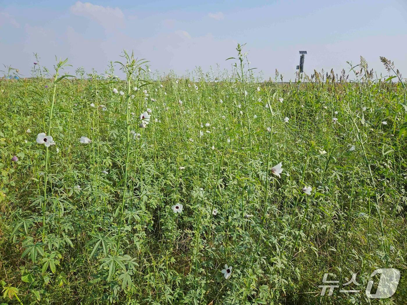 본문 이미지 - 케나프(원자력연 제공) /뉴스1
