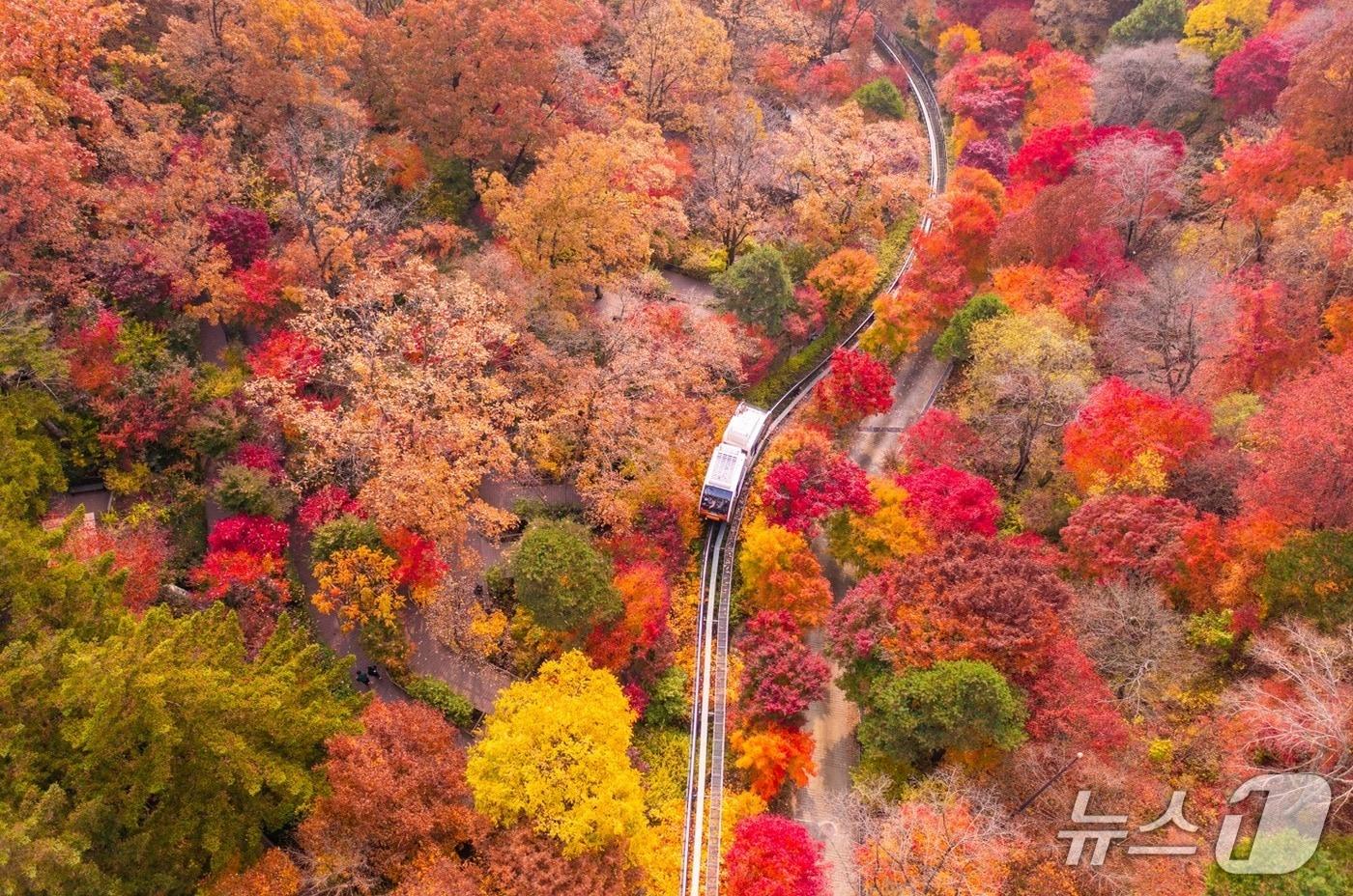 화담숲은 &#39;2025년 가을 단풍 축제&#39; 기간 400여 품종의 단풍들이 저마다의 붉은빛을 내며 아름다움을 뽐낸다.&#40;화담숲 제공&#41;