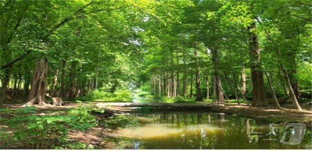 본문 이미지 - 경북도 산림청 목재문화지수 평가 우수 지자체 선정. 경북 도시숲 대상지 자료사진 (경북도 제공. 재판매 및 DB금지) /뉴스1