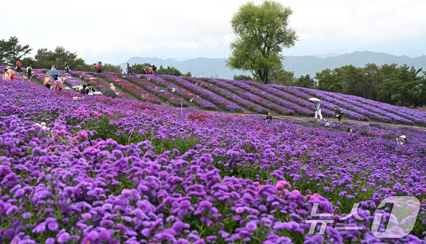 18일 경남 거창군 감악산 풍력단지 부근에 국화과 식물인 &#39;아스타&#39; 꽃이 활짝 피어있다. &#40;거창군 제공. 재판매 및 DB 금지&#41; 2025.9.18/뉴스1