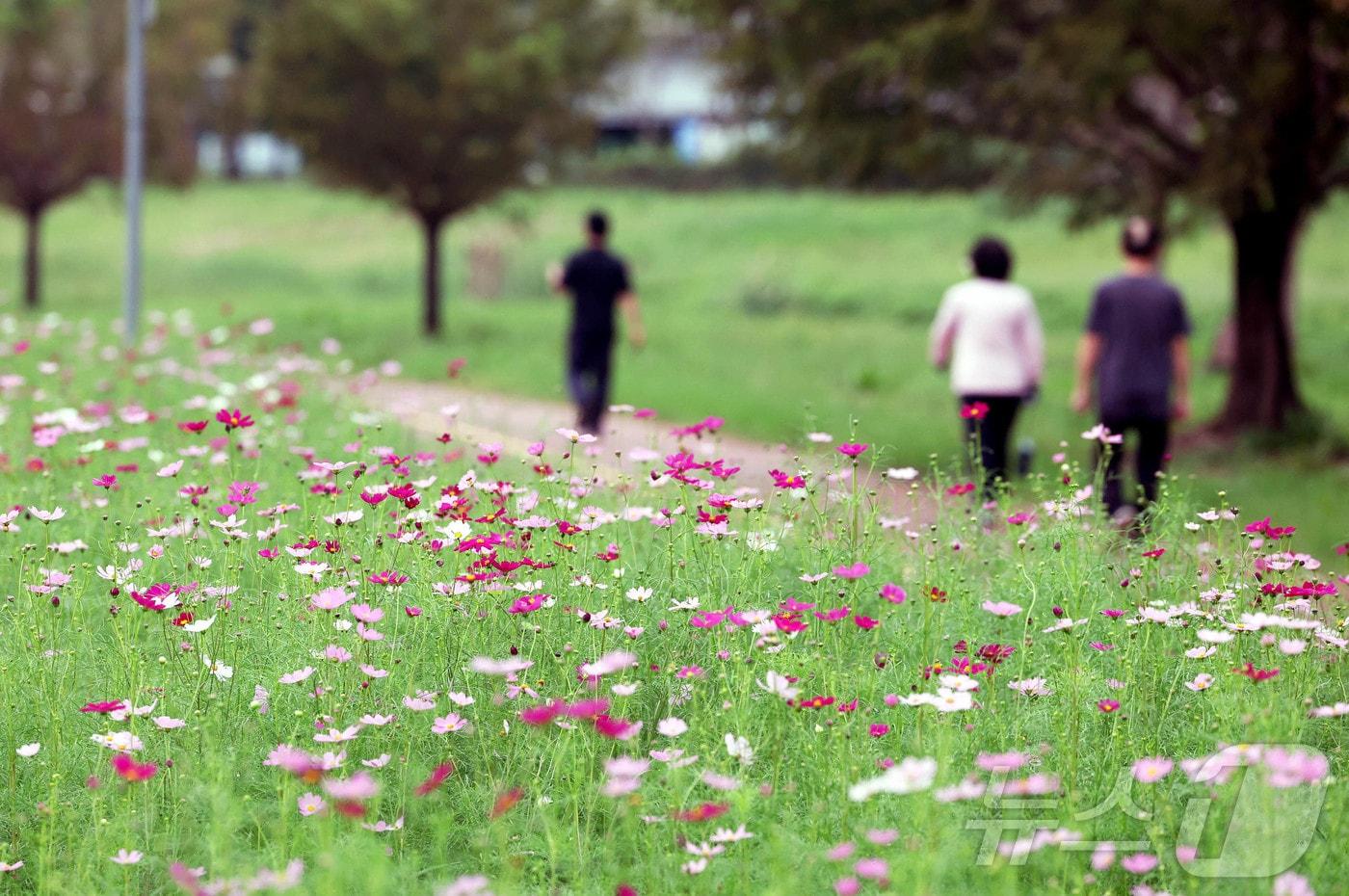 선선한 초가을 날씨를 보인 18일 오전 광주 북구 동림동 산동교친수 공원에서 주민들이 코스모스가 핀 산책로 길을 따라 가을 정취를 만끽하고 있다. &#40;광주 북구 제공. 재판매 및 DB 금지&#41; 2025.9.18/뉴스1