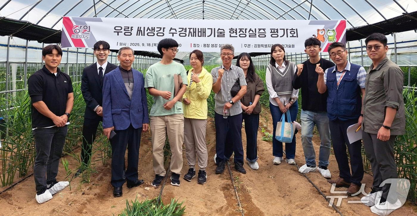 강원농업기술원, 씨생강 수경재배기술 현장평가회.(뉴스1 DB)