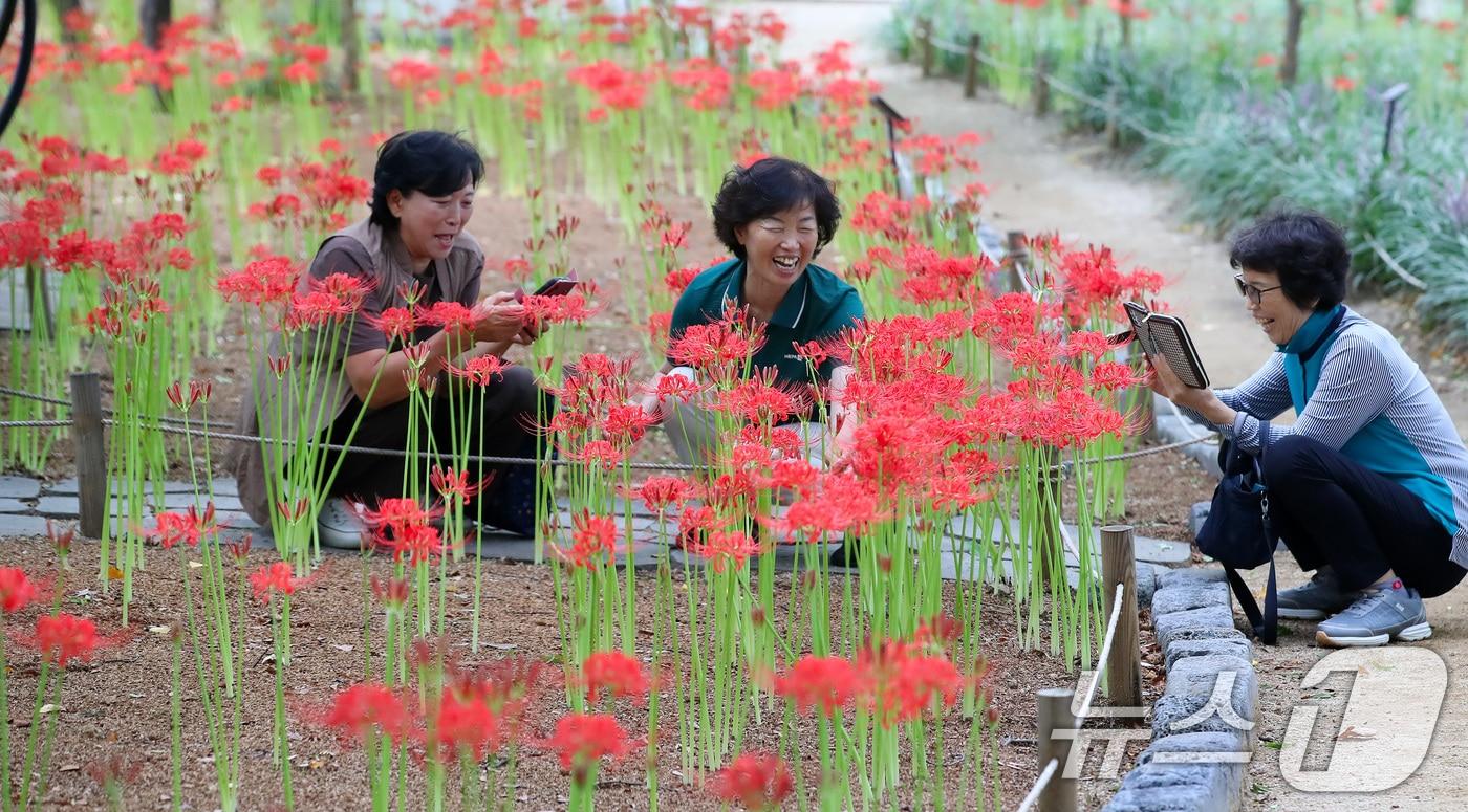 지난 18일 오후 대구 서구 중리동 그린웨이백합원에서 열린 '꽃무릇축제'를 찾은 시민들이 곱게 핀 꽃무릇을 감상하고 있다. 꽃이 피었다 진 후 잎이 돋아나기 때문에 꽃과 잎이 만날 수 없어 '이룰 수 없는 사랑'이라는 꽃말이 붙은 것으로 전해진다. 2025.9.18/뉴스1 ⓒ News1 공정식 기자