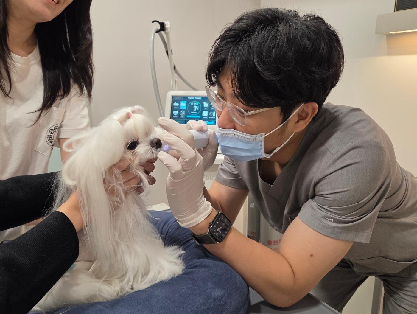 본문 이미지 - 이태현 라퓨클레르 동물피부클리닉 대표원장이 강아지에게 레이저 시술을 하고 있다. ⓒ 뉴스1 한송아 기자