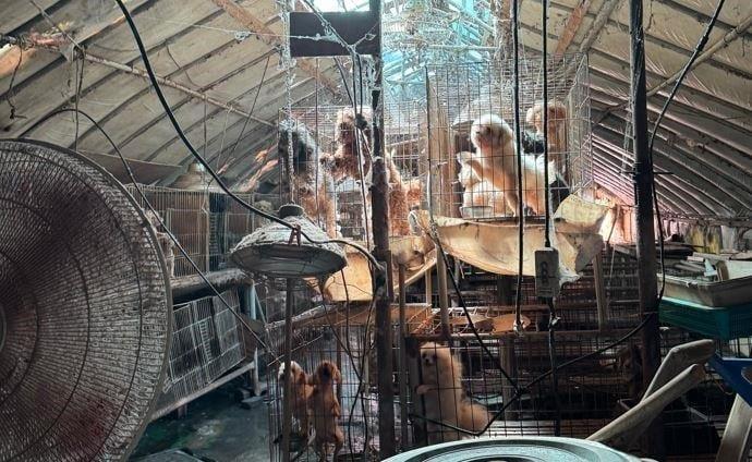 본문 이미지 - 미용 실습용 추정 사육개 구조. (세종시 제공. 재판매 및 DB 금지)