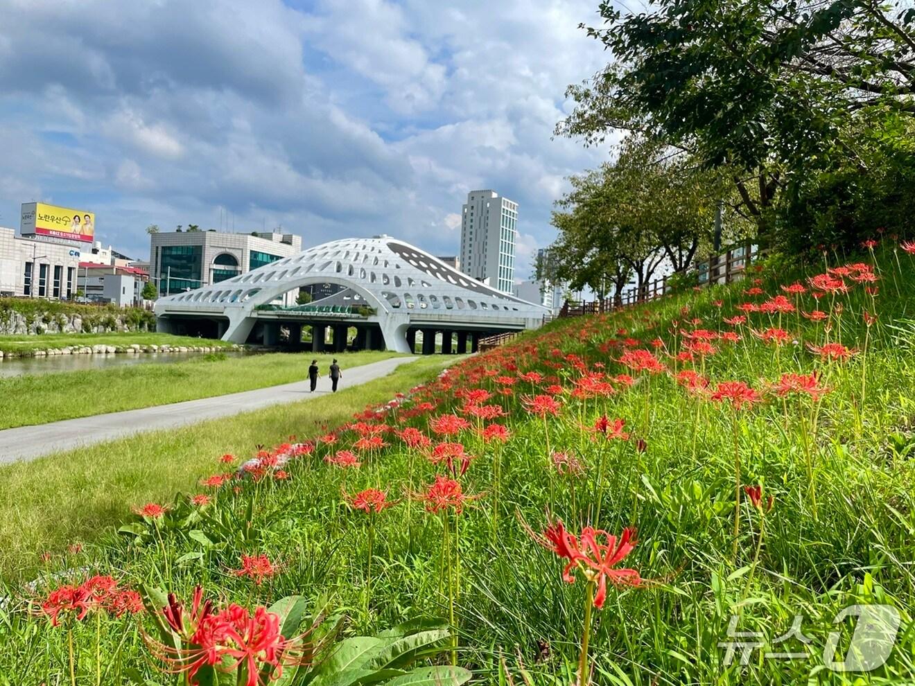 본문 이미지 - 대전천 선화교에서 목척교, 대흥교에 이르는 약 1.1㎞ 하천 구간에 조성한 꽃무릇. (대전시 제공. 재판매 및 DB금지) 2025.9.19/뉴스1