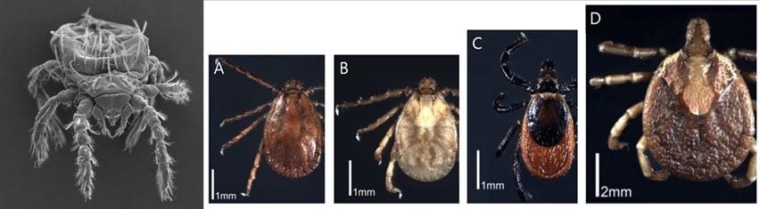 본문 이미지 - 쯔쯔가무시증 매개 진드기인 황순털진드기 유충&#40;왼쪽&#41;과 SFTS 매기 진드기인 참진드기 종류별 성충&#40;왼쪽 두번째부터&#41;.&#40;질병관리청 제공&#41;