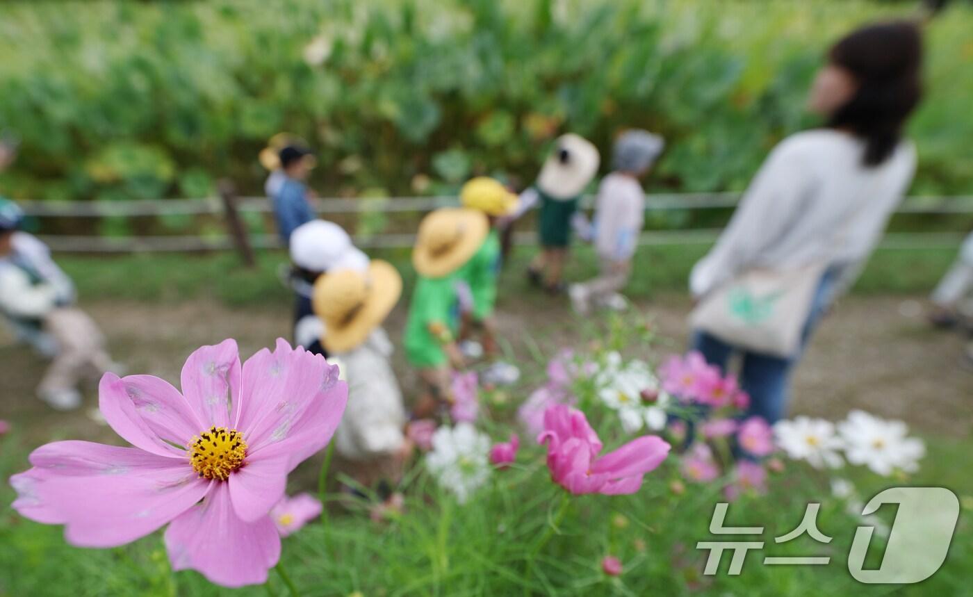 선선한 가을 날씨를 보인 19일 경기 수원시 권선구 탑동시민농장에 코스모스가 만개해 있다. 2025.9.19/뉴스1 ⓒ News1 김영운 기자