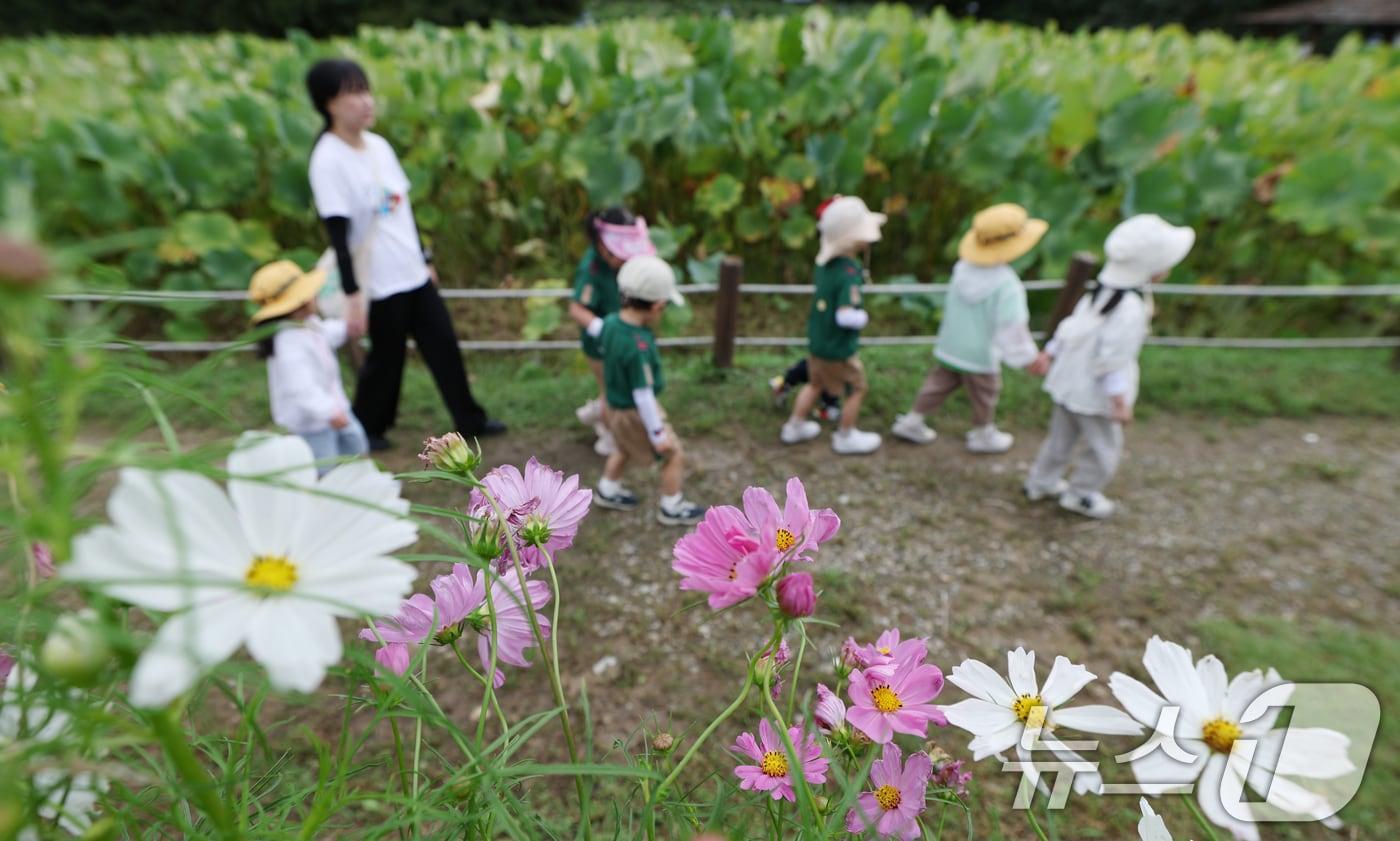 선선한 가을 날씨를 보인 지난 19일 경기 수원시 권선구 탑동시민농장에 코스모스가 만개해 있다. 2025.9.19/뉴스1 ⓒ News1 김영운 기자