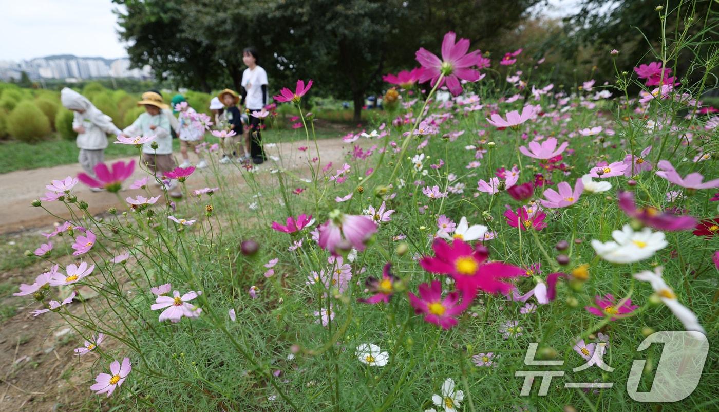 지난 19일 경기 수원시 권선구 탑동시민농장에 코스모스가 만개해 있다. 2025.9.19/뉴스1 ⓒ News1 김영운 기자