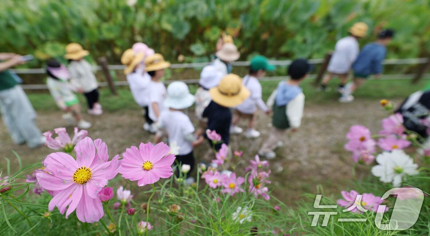 본문 이미지 - 코스모스. <자료사진> 2025.9.19/뉴스1 ⓒ News1 김영운 기자