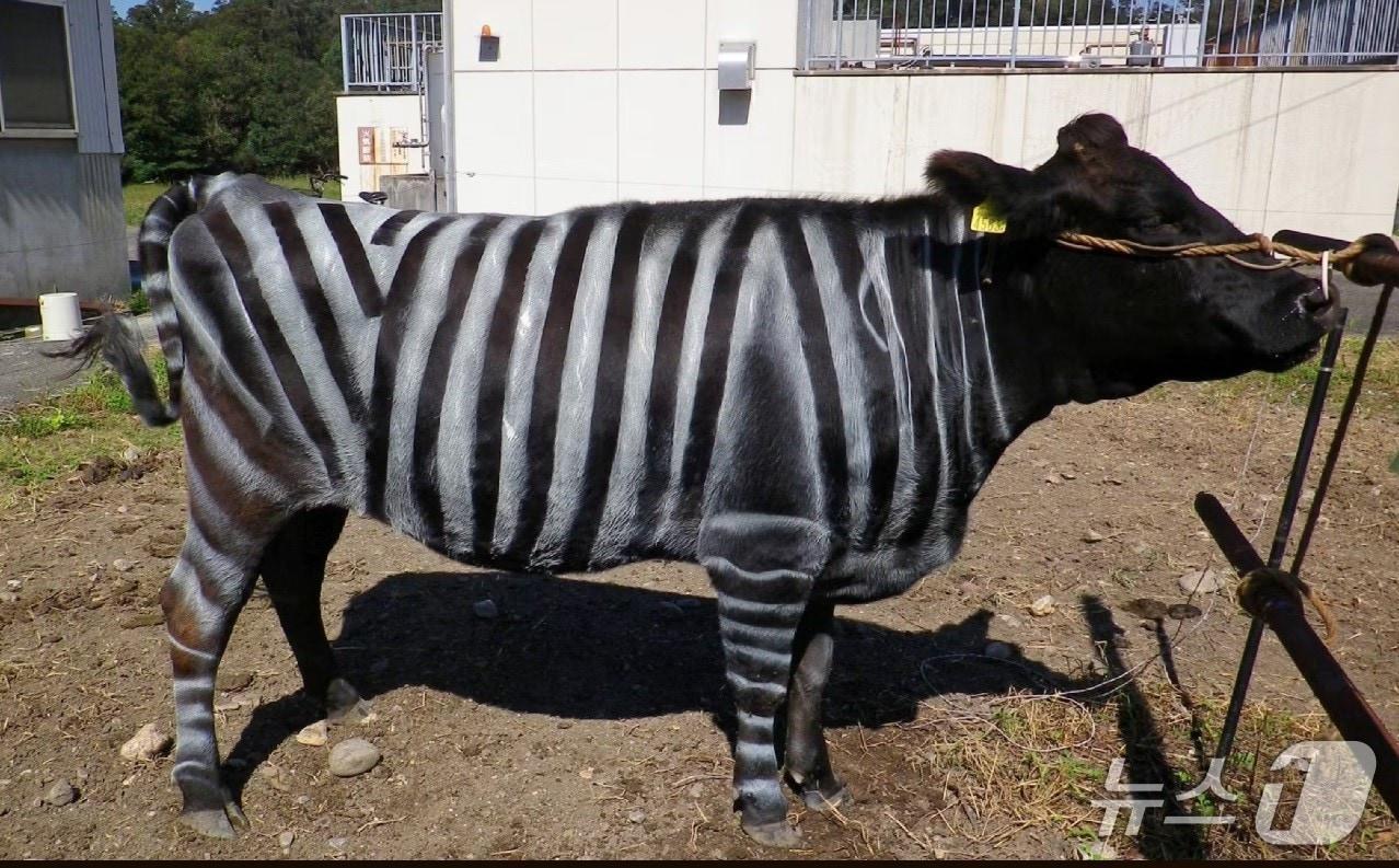 본문 이미지 - 소에 얼룩말 무늬를 그리면 파리가 덜 달라붙는다는 이색 연구 결과로 일본의 연구팀이 '이그 노벨상'을 수상했다. 제공: 일본 아이치현 농업 종합 시험장