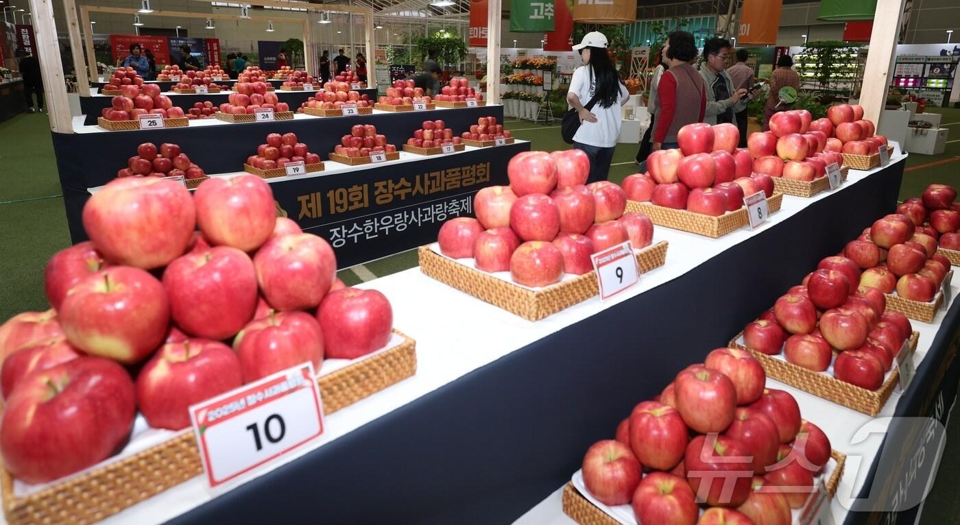 제19회 장수 한우랑 사과랑 축제 개막식이 열린 지난 19일 전북 장수군 홍보 전시관에 품평회에 출품된 사과들이 놓여 있다. 2025.9.19/뉴스1 ⓒ News1 유경석 기자