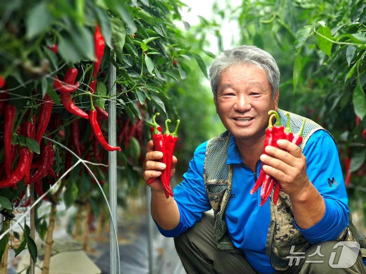 본문 이미지 - 충북 괴산군의 2025 괴산청결고추 품평회에서 대상을 차지한 장연면 김종복 씨가 자신의 고추밭에서 포즈를 취했다/&#40;괴산군 제공, 재판매 및 DB금지&#41;/뉴스1