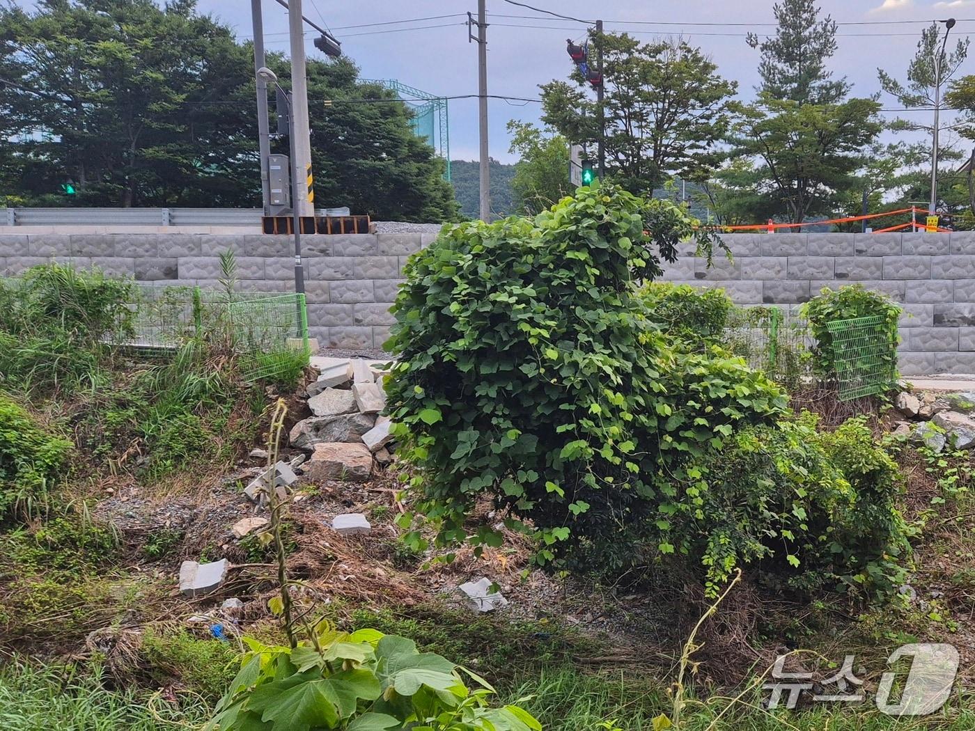 본문 이미지 - 지난 1일 광주 남구 효천2지구 행암동 대촌천 일대에 한달 째 쓰러진 채 방치된 나무의 모습.(독자 제공. 재판매 및 DB 금지)