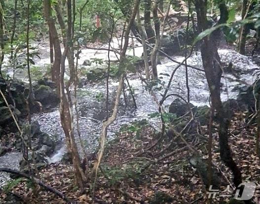 본문 이미지 - 2일 오후 한라산 둘레길 5코스 중간에 빗물이 모여 계곡처럼 변해버린 모습.(제주도소방안전본부 제공. 재판매 및 DB 금지)