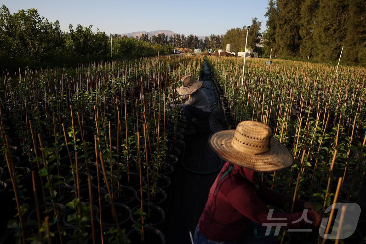 6월 19일&#40;현지시간&#41; 미국 캘리포니아주 컨 카운티의 한 농장에서 과테말라 출신 노동자들이 밭에서 작업하고 있다. 2025.06.19. ⓒ 로이터=뉴스1 ⓒ News1 윤다정 기자