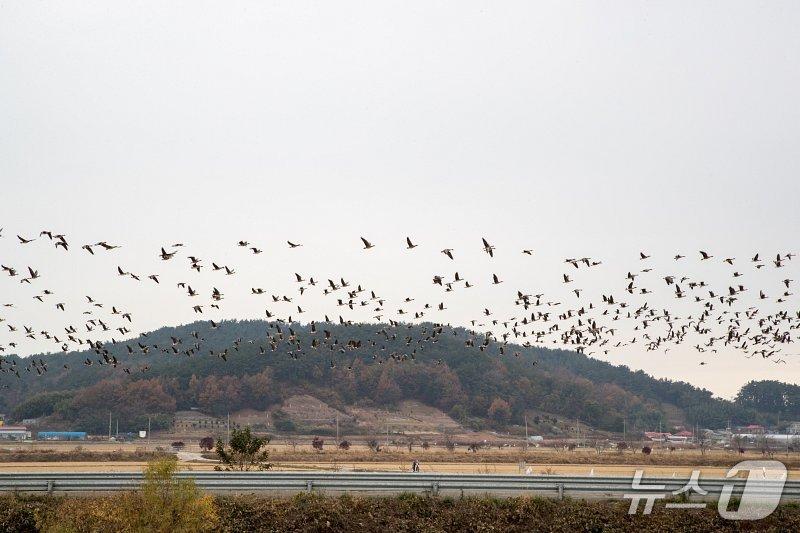본문 이미지 - 군산시 나포면 십자들./뉴스1 DB