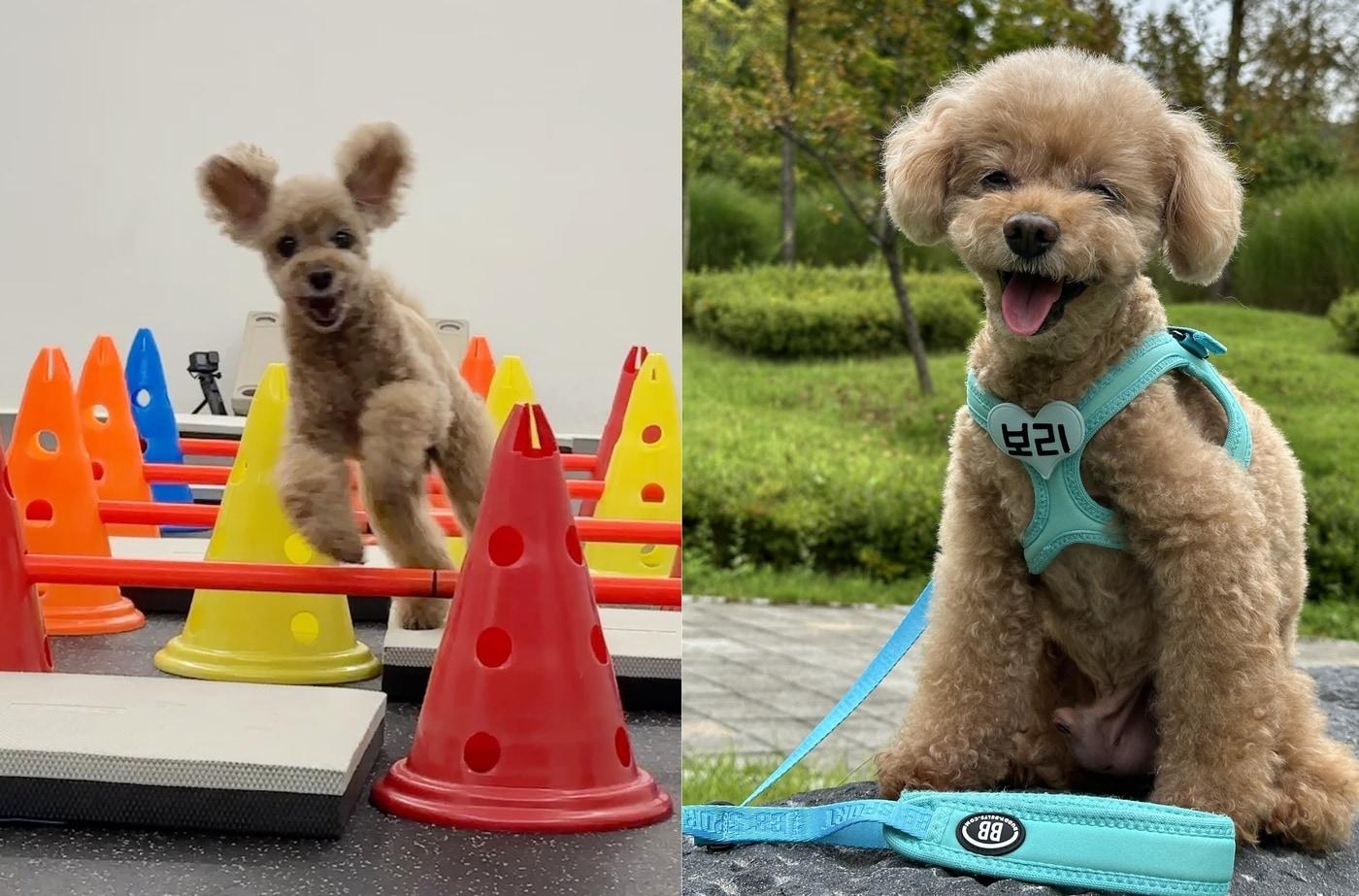 12살 동안 푸들 &#39;보리&#39;&#40;보호자 제공&#41;