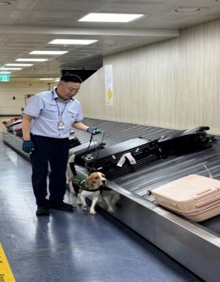 본문 이미지 - 검역탐지견을 활용한 농축산물 검역 과정(농림축산검역본부 제공) 2025.9.20 /뉴스1