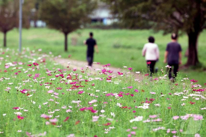 본문 이미지 - 선선한 초가을 날씨를 보인 18일 오전 광주 북구 동림동 산동교친수 공원에서 주민들이 코스모스가 핀 산책로 길을 따라 가을 정취를 만끽하고 있다. &#40;광주 북구 제공. 재판매 및 DB 금지&#41; 2025.9.18/뉴스1 ⓒ News1 박지현 기자