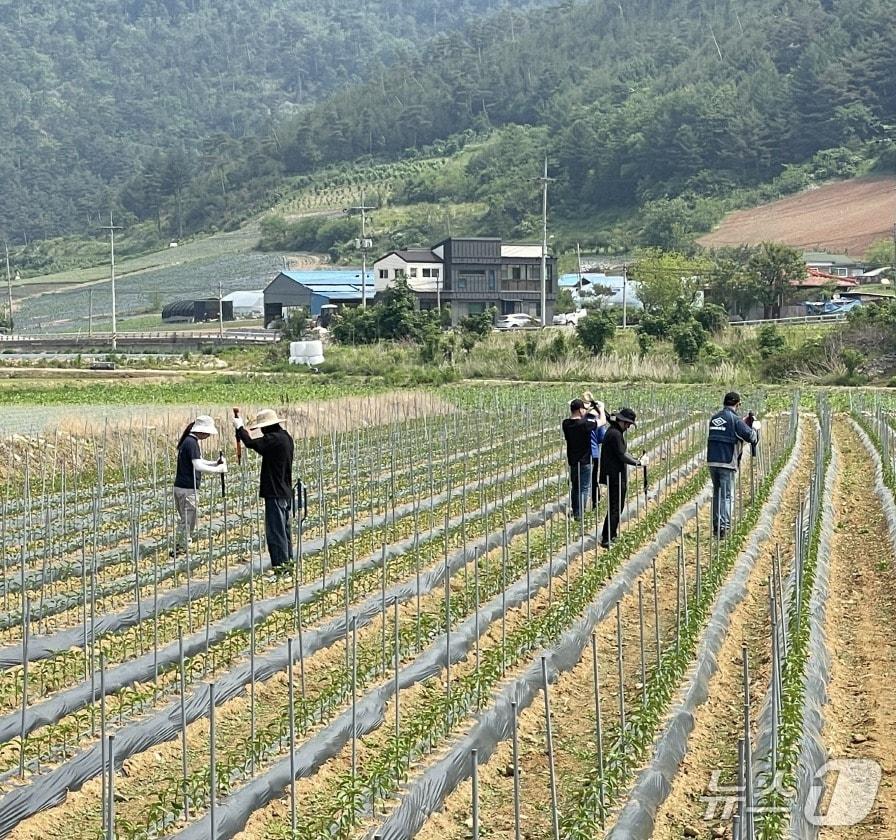 본문 이미지 - 강원 정선군 농촌 일손 돕기 자료 사진. (정선군 제공. 재판매 및 DB금지) 2025.9.21/뉴스1