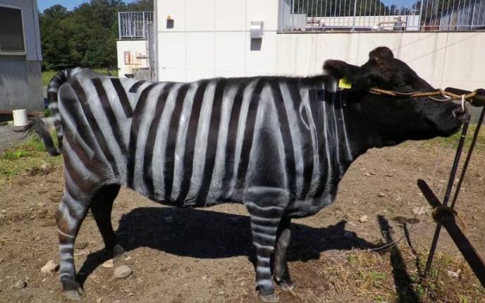 본문 이미지 - 사진: 아이치현 농업종합시험장 