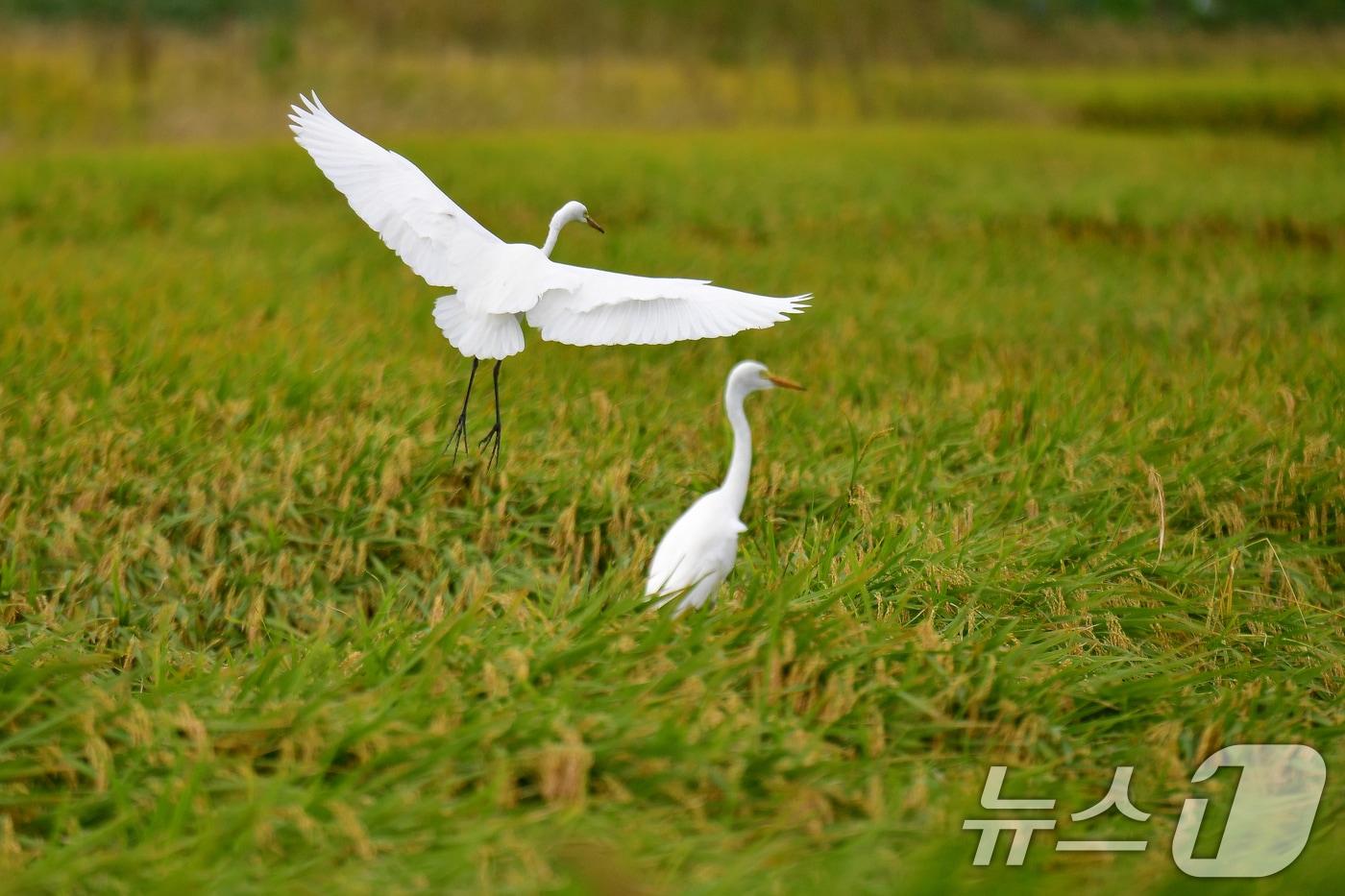 22일 경북 포항시 남구 연일읍 들녘에서 백로 한쌍이 먹잇감을 찾아다니고 있다. 2025.9.22/뉴스1 ⓒ News1 최창호 기자