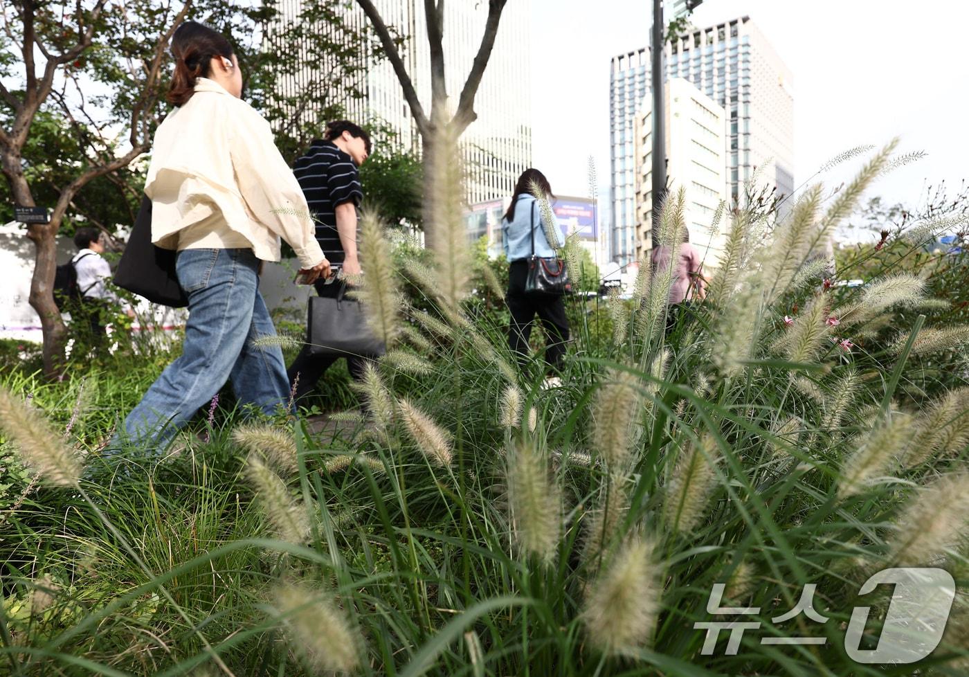 초가을 날씨를 보인 지난 22일 오전 서울 광화문 세종대로 사거리에서 시민들이 가을의 시작을 알리는 수크렁 사이로 발걸음을 옮기고 있다. 2025.9.22/뉴스1 ⓒ News1 김민지 기자