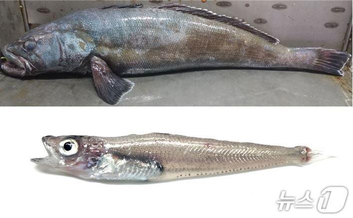 본문 이미지 - 파타고니아이빨고기(위쪽)와 남극은암치(국립수산과학원 제공)