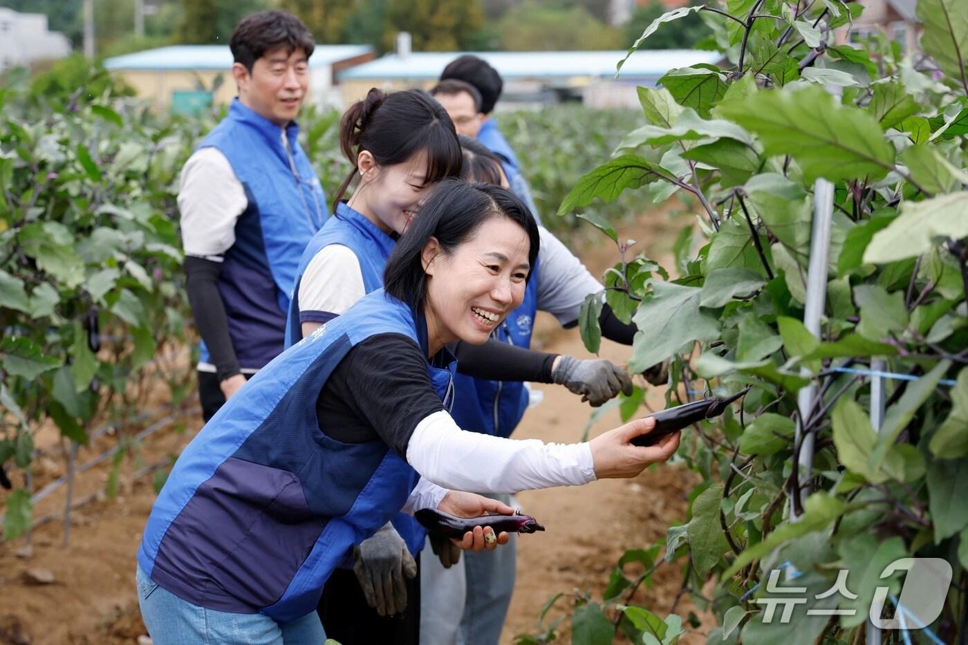 서울교통공사 직원들이 가지를 수확하고 있다.&#40;서울교통공사 제공&#41;
