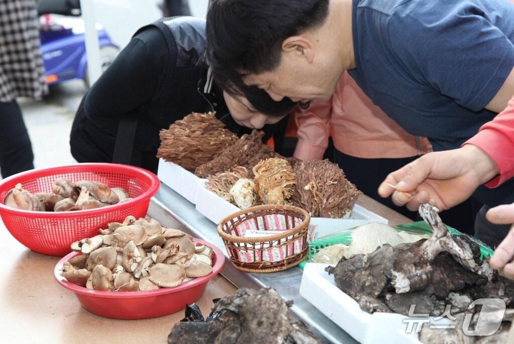 본문 이미지 - 영동군 상촌면  자연산 버섯 음식거리 축제장을 찾은 시민들이 자연산 버섯 향을 맡아 보고 있다. (영동군 제공. 재판매 및 DB금지) /뉴스1 